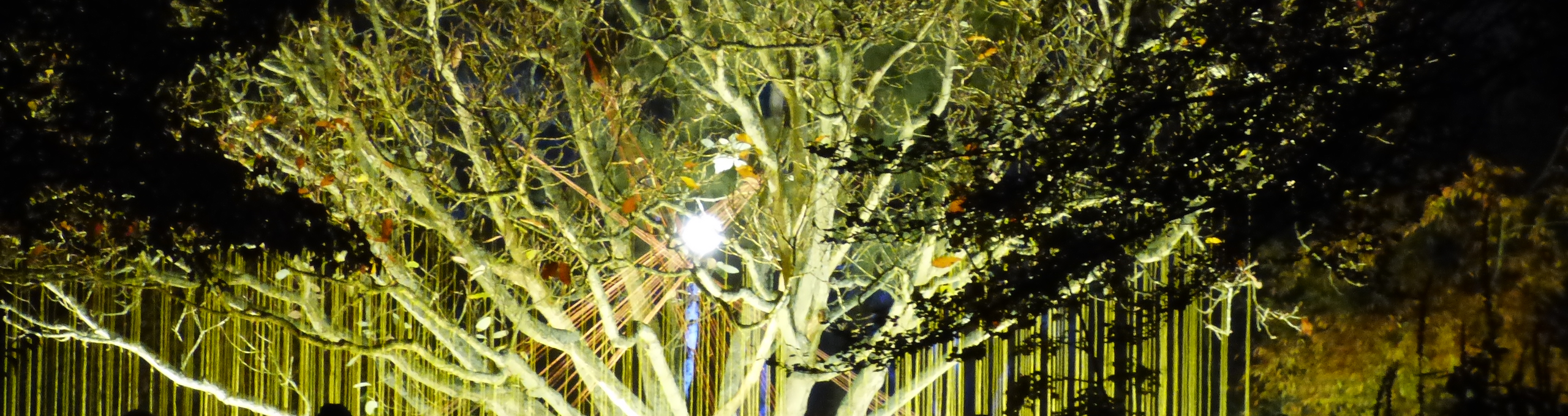 Lichtlinien zwischen Baumkrone und Boden bei „Connection“ von Bart Ensing
